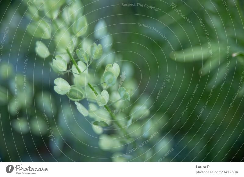 Wild plant with green small heart shaped leaves on a field macro close up botanical botany foliage flower grass wild summer spring colorful beauty season day