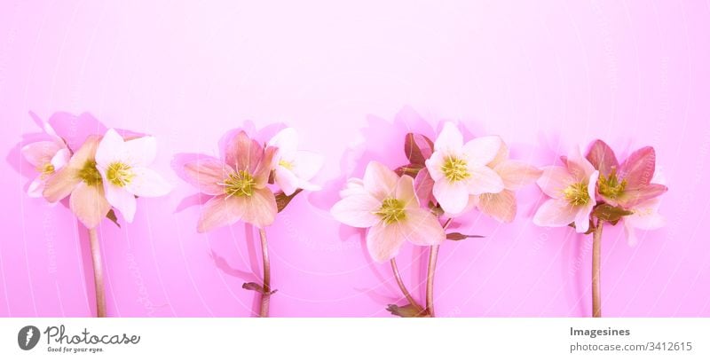 Panorama Christmas roses - Helleborus. Flower border with Hellebore flowers (Christmas rose) isolated. horizontal pattern on pink background. Nice greeting card.