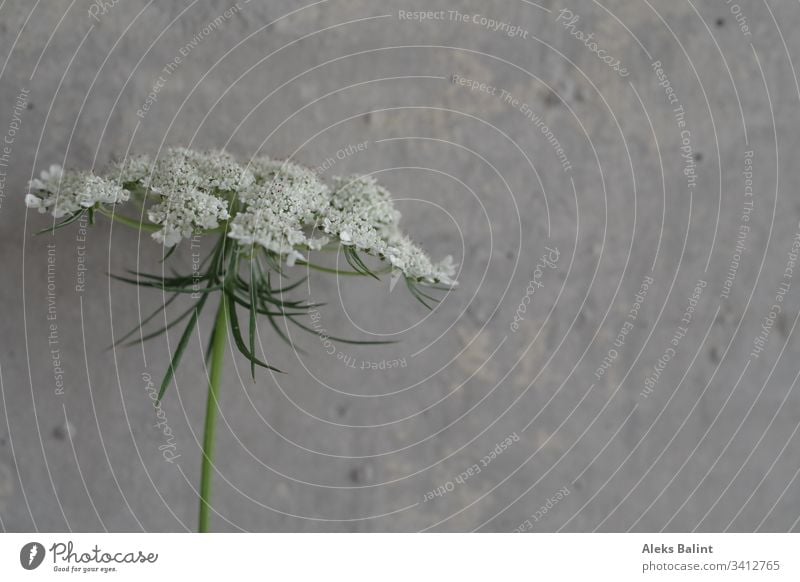 Flower in front of concrete wall Blossom Detail White Spring Green Concrete wall Nature Plant Exterior shot