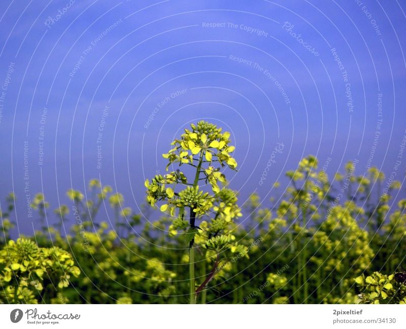 Yellow Flower #1 Field Beautiful weather Green Detail Blue