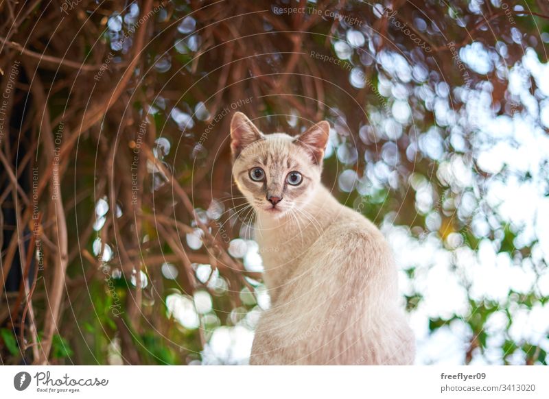 White baby cat in front of a green tree plant summer nobody antique domestic leaf white stone calmness under loll garden shady sunshine bench alfresco serenity