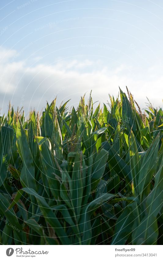 Detail of the top of a full size corn plantation just before the collection green panorama sun closeup season nature cereal sunlight leaf foliage gold organic