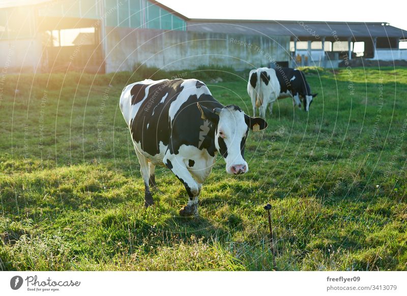 Group of cows eating on a farm in Galicia, Spain grass breeding agriculture herd black food female graze village scenic family grazing rural spring ranch dairy