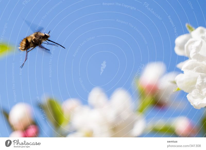 On to the nectar Nature Plant Flower Garden Park Meadow Field Bee Joy Happy Happiness Contentment Joie de vivre (Vitality) Spring fever Anticipation Enthusiasm