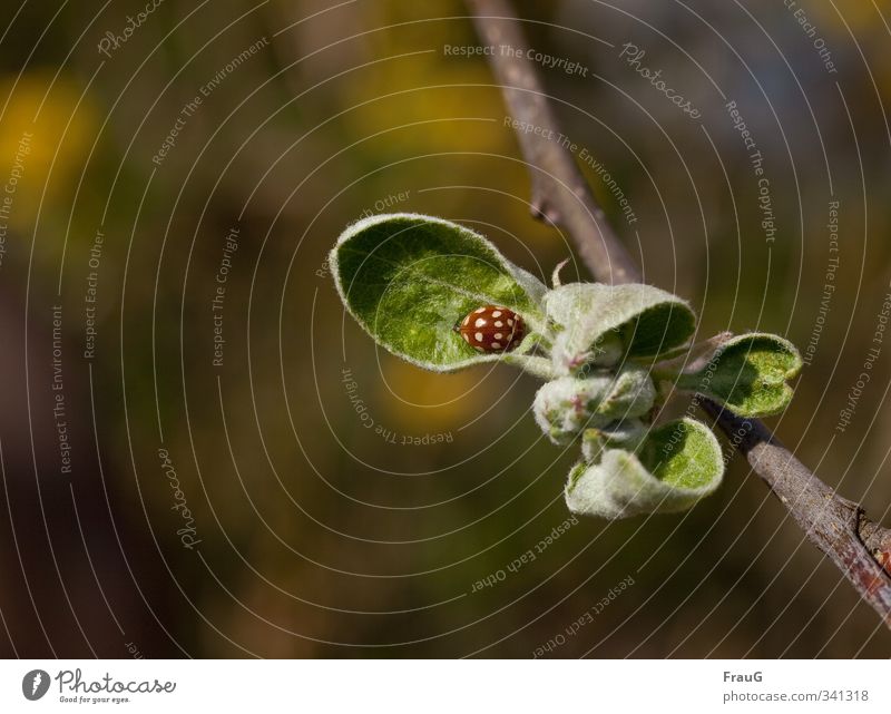 16 points Nature Spring Plant Leaf Apple tree Bud Animal Beetle Cuddly Orange White Spring fever Life Safety (feeling of) Contrast Colour photo Exterior shot