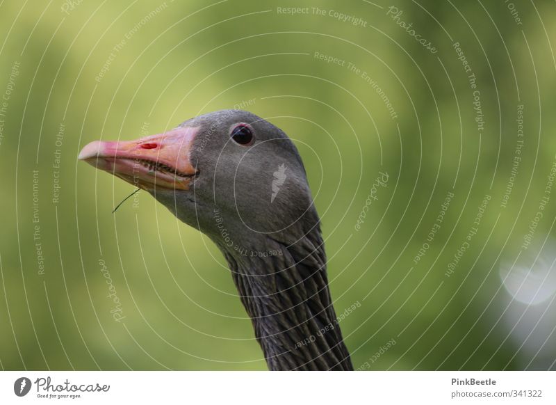 Akka from Kebnekaise Wild animal Animal face Wild goose 1 Esthetic Thin Brown Green Watchfulness Environment Colour photo Exterior shot Close-up Deserted