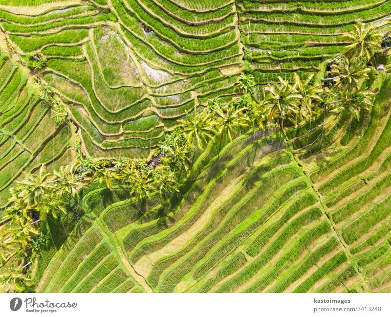 Drone view of Jatiluwih rice terraces and plantation in Bali, Indonesia, with palm trees and paths. bali aerial pattern rice field rice fields agriculture asia