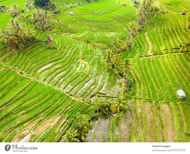 Drone view of Jatiluwih rice terraces and plantation in Bali, Indonesia, with palm trees and paths. bali aerial pattern rice field rice fields agriculture asia