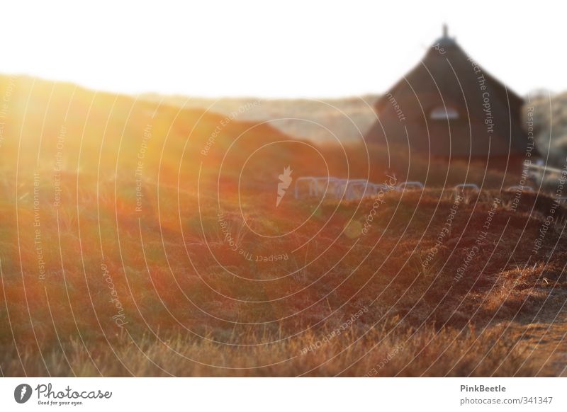 Sylt Sun Nature Landscape Cloudless sky Sunrise Sunset Sunlight Spring Beautiful weather Hill North Sea Island Deserted House (Residential Structure)