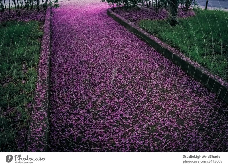 Spring alley covered in purple flower petals flowers fallen road street path park pavement garden spring springtime green emerald blossoming bloom blooming dark