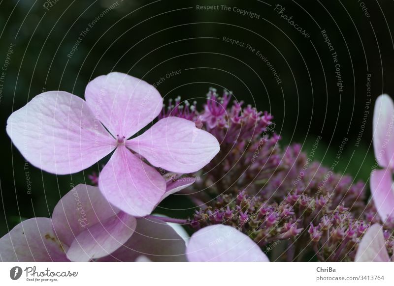 hydrangea buzzer petal bloom floral garden blue blossom nature many decorative colorful flower inflorescence attractive natural outdoor shade blooming fresh