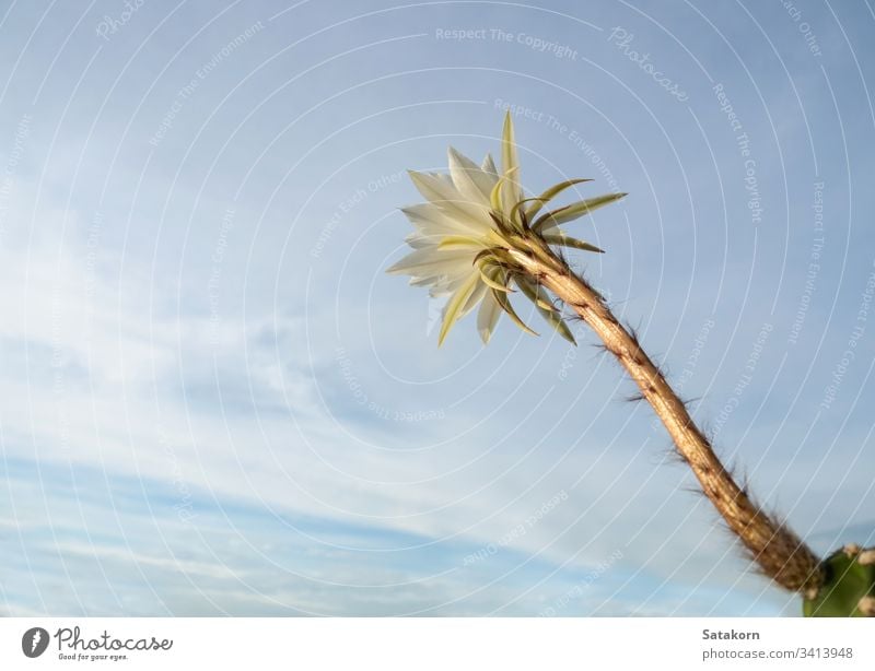 White color with fluffy hairy of Cactus flower and blue sky background white cactus freshness cloud succulent cactus flower white flower minimal botany natural