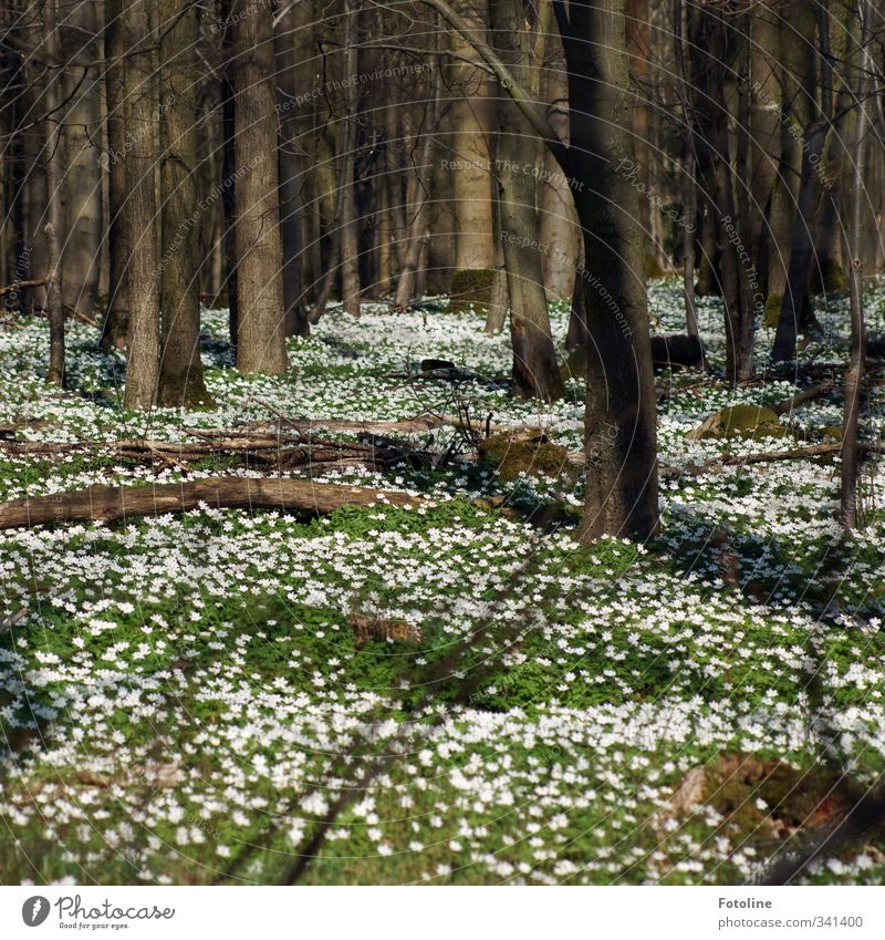 spring awakening Environment Nature Landscape Plant Spring Beautiful weather Tree Flower Leaf Blossom Forest Bright Natural Warmth Brown Green White