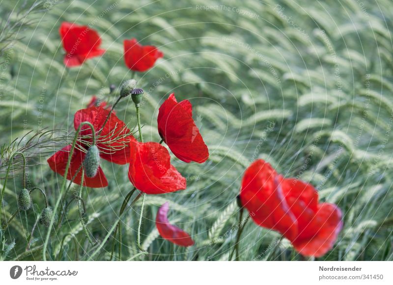 Red - Green Food Grain Agriculture Forestry Nature Plant Summer Agricultural crop Wild plant Field Blossoming Faded Growth Friendliness Spring fever Idyll