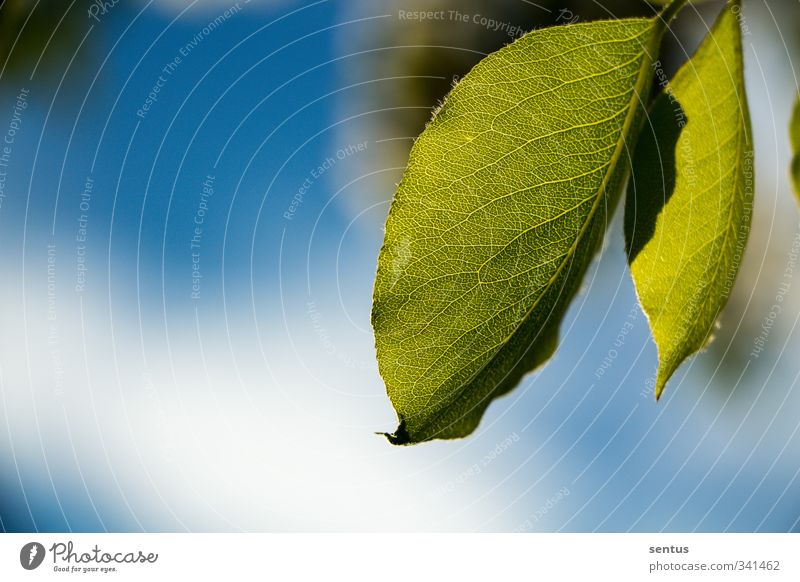 leaves Environment Nature Spring Tree Garden Park Meadow Wisdom Humble Trust Colour photo Exterior shot Close-up Deserted Day Deep depth of field