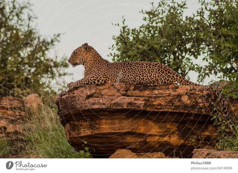 A leopard bathing on a rock in Samburu Park Africa Kenya animal big black carnivore cat clouded dangerous feline jungle kilimanjaro leopards mammal national