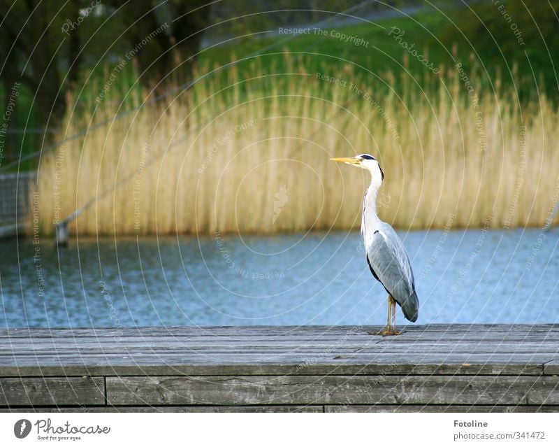 AAAAAAAAchtung!!! Environment Nature Animal Elements Water Plant Grass Park Wild animal Bird 1 Natural Heron Beak Metal coil Common Reed Bench Colour photo