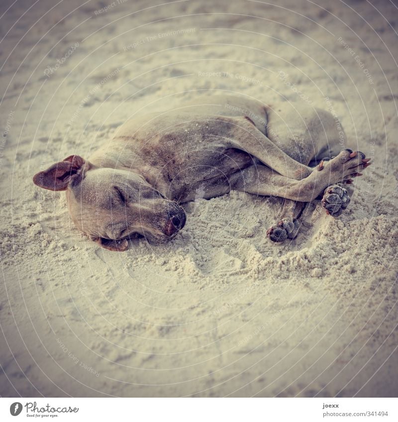 wellness Pet Dog 1 Animal To enjoy Lie Sleep Cuddly Brown Gray Black Colour photo Subdued colour Exterior shot Deserted Day Shallow depth of field Closed eyes