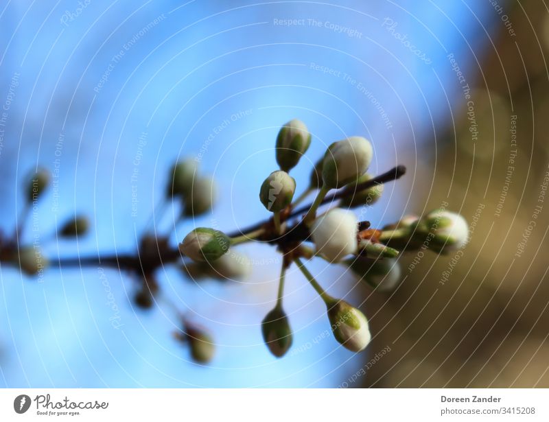 small buds in the spring sun Spring day Spring flower Colour photo Flower Blossom Plant Nature Spring fever Spring colours herald of spring Spring flowerbed