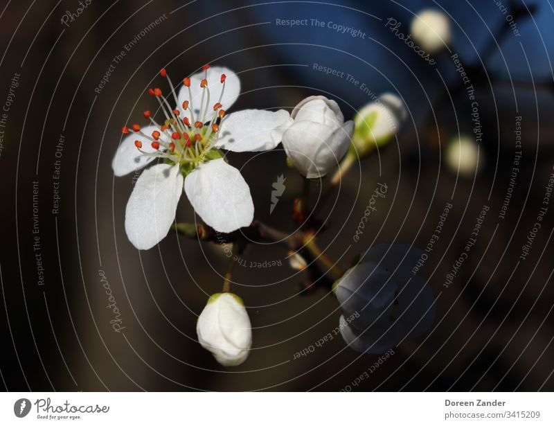 Fresh blossom in the spring sun Blossom Flower Spring Plant Blossoming Nature Colour photo Spring fever Spring day Spring flower herald of spring Exterior shot