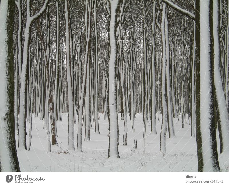 Snow-covered Ghost Wood Winter Plant Ice Frost Tree Ghost tree Ghost wood trunk Forest Cold Black White Gespensterwald abstract landscape Black & white photo