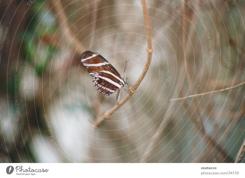 Butterfly02 Insect Animal Twig Wing