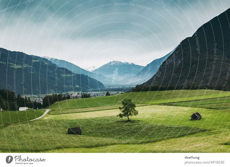 Single tree on a mountain pasture with mountains in the background Alpine pasture Peak Alps Rock Beautiful weather Weather Climate Landscape Nature Environment