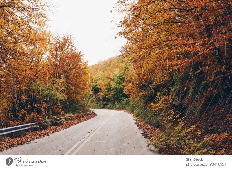 Road in autumn forest, nature landscape fall tree trees yellow road street leaves background beautiful park foliage season green orange light sun red color