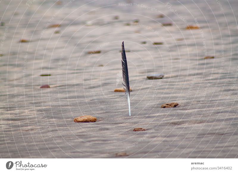 Feather in the sand on the beach with stones Stone Round Beach Water Sand Gray standing