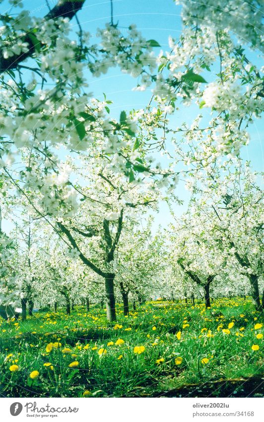 Sakura in Werder... Tree Cherry blossom Meadow Werder Havel sakura Sky