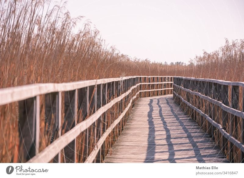 Wooden footbridge in the bog Footbridge wooden walkway Bog Sky Sunbeam Sunlight warm Hot Wood grain old wood Handrail wooden rail reed Bushes Common Reed