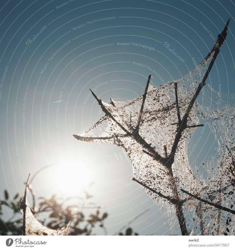 mummy Bald Branches dead Log Destructive weed Branchage shrouded spun girded obscured Veiled Mysterious Calm Twigs and branches ghostly weave infestation Vail