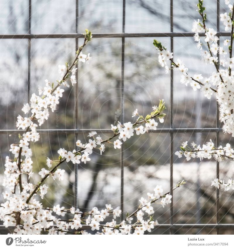 Spring blossoms, big city flair Town Fence Grating sunshine urban Gloomy Delicate Beautiful Bright Sun White