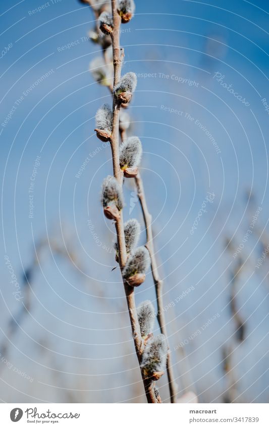 Early spring branch Bud Spring Nature Green Sky Stalk Leaf Blue Flower Blossom Plant Exterior shot Garden Summer Blossoming