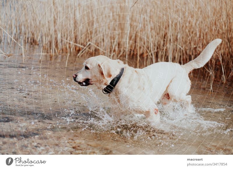 water rat Dog Labrador retriever breed of dog water dog retriever dog Body of water Blonde Lake Wet Inject Senior citizen Old old dog Exterior shot Pet