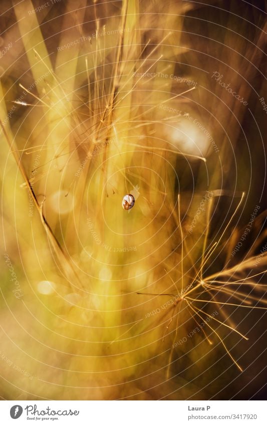 Close up of golden straws in a field in the sunset agricultural agriculture autumn background beautiful beauty bokeh cereal close close-up colorful countryside