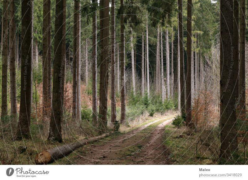 Forest with tall fir trees and forest road landscape nature summer environment park scenic background beautiful dark tourism travel green outdoor season wood