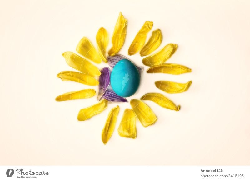 Blue easter egg surrounded with yellow flower petals, shape of a sun isolated on white background, easter or spring concept blue holiday eggs decoration