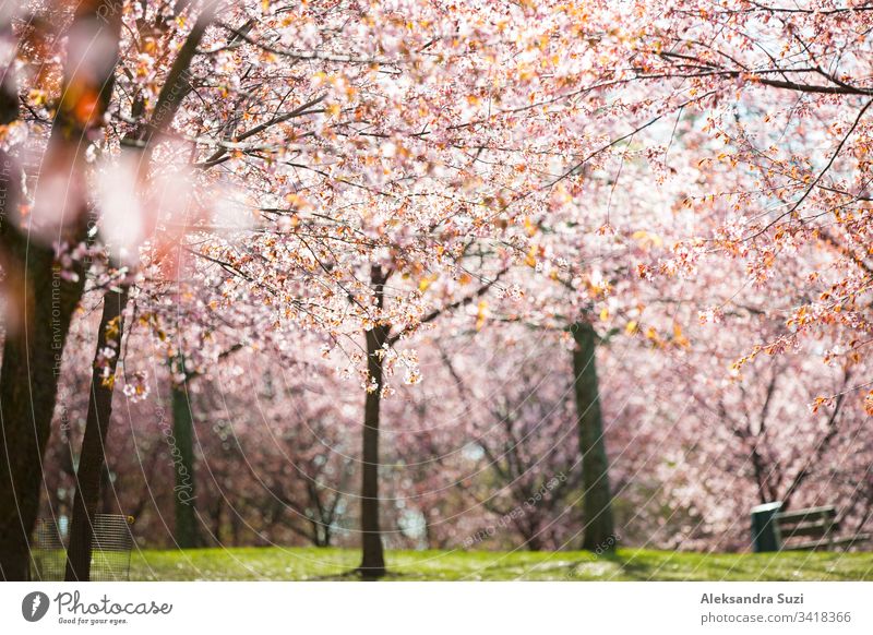 Beautiful city park with cherry trees in bloom. Branches with pink flowers in sunny day. Helsinki, Finland adventure april background beautiful beauty blossom