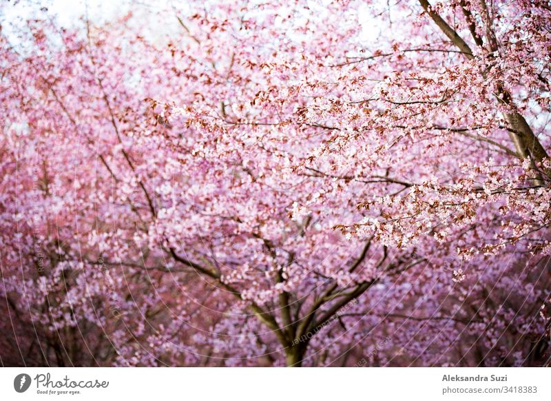 Beautiful city park with cherry trees in bloom. Branches with pink flowers in sunny day. Helsinki, Finland adventure april background beautiful beauty blossom