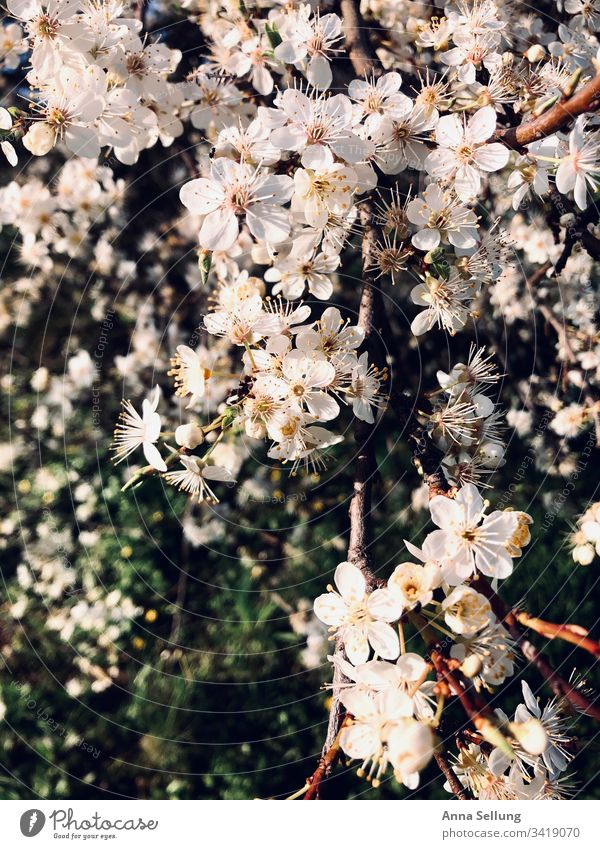 Apple blossoms in beautiful light Blossom Apple tree Blossoming Spring Nature Exterior shot White Green Day Deserted Tree Growth Close-up Sunlight Fragrance