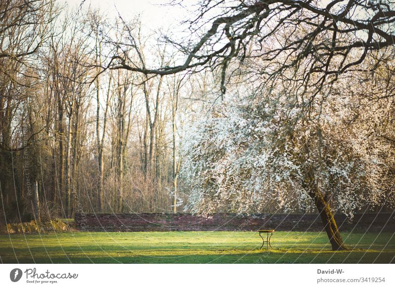 idyllic place with flowering tree and table in the park idyllically Garden Park Tree Blossoming Spring Nature Garden table Romance