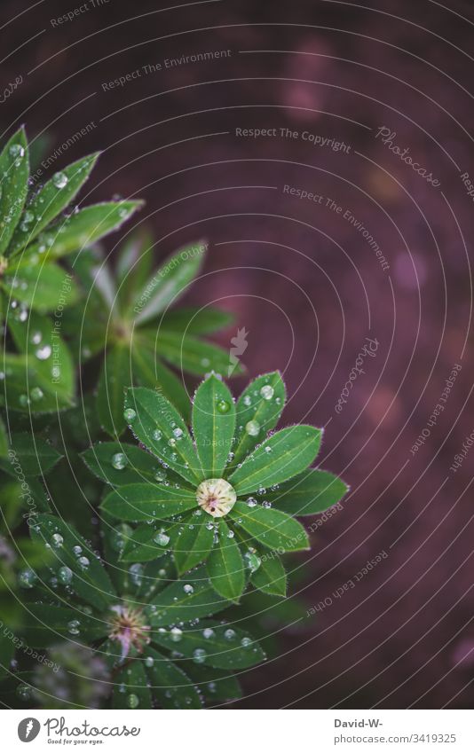 Water drops rain on green plant leaves star-shaped Drops of water Plant Wet Stars Precipitation Rain Spring Pattern Green Growth wax Trickle Ground Beautiful