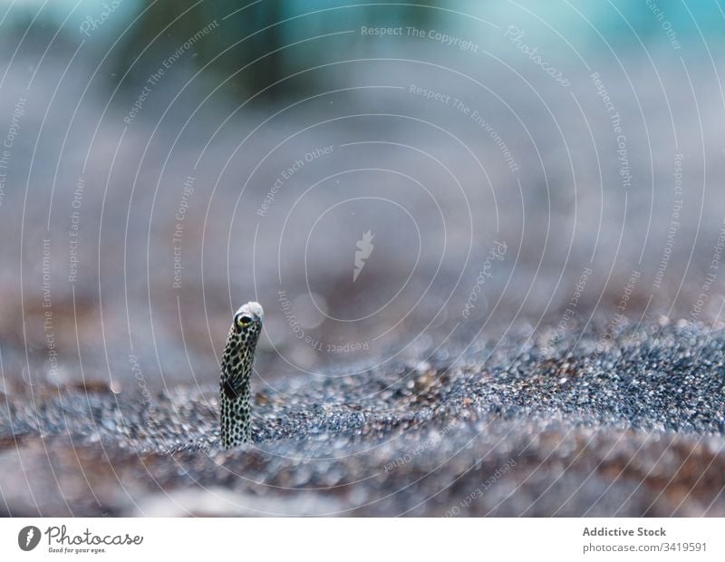 Wild small spotted sand eel in bottom sea aquarium nature wildlife environment fauna exotic ocean animal tropical ecology marine creature underwater biology