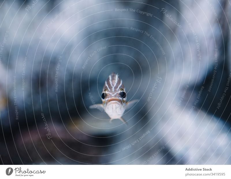 Tiny cardinal fishes in modern aquarium underwater sea exotic ocean stripe nature tropical biology wildlife animal marine swim creature fauna environment