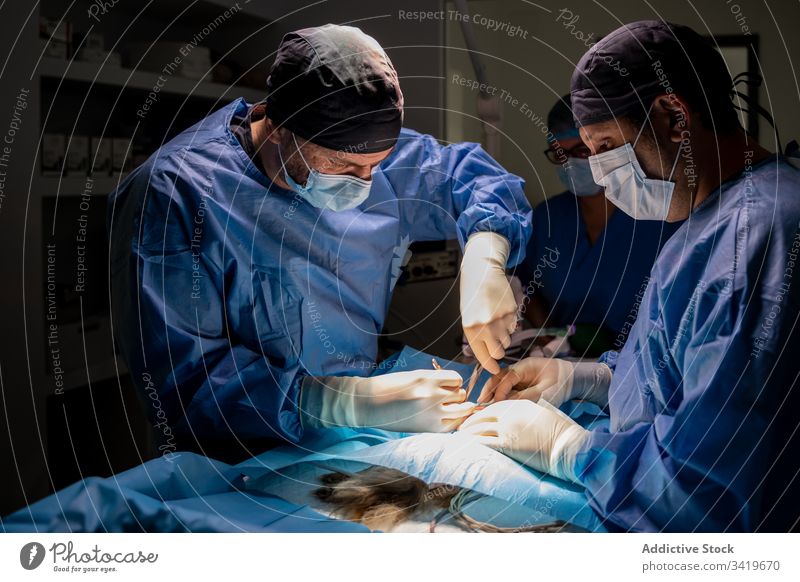 Veterinarian staff during surgery in modern clinic surgeon veterinarian hospital medic doctor treatment nurse work medical practitioner specialist veterinary