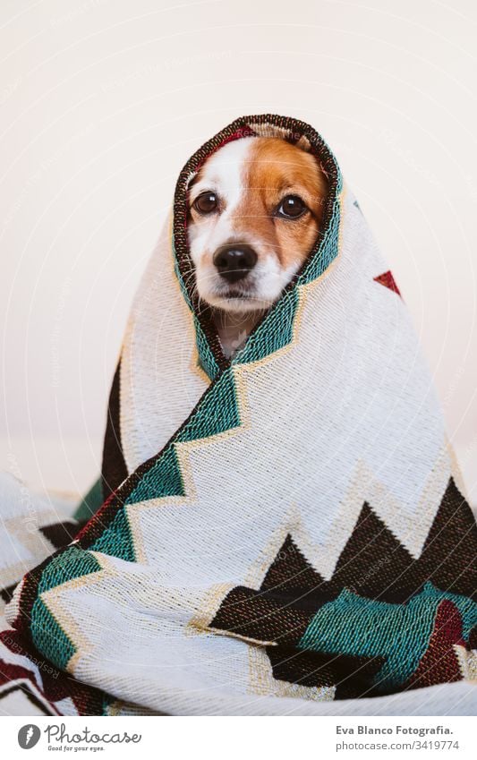 cute jack russell dog covered with ethnic blanket sitting on bed at home. Lifestyle indoors pet daytime comfortable nobody colorful sofa couch small adorable