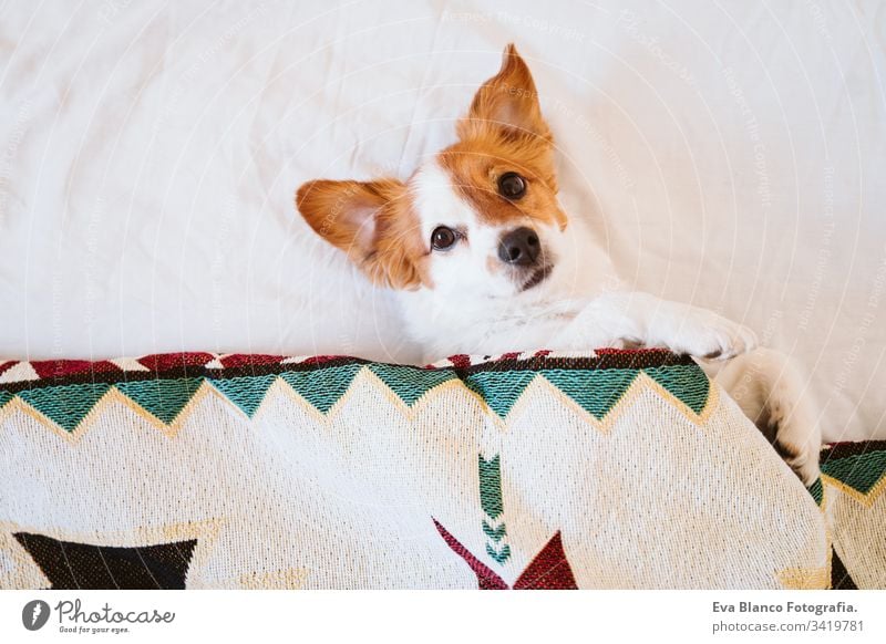 cute jack russell dog covered with ethnic blanket lying on bed at home. Lifestyle indoors pet daytime comfortable nobody colorful sofa couch small adorable rest