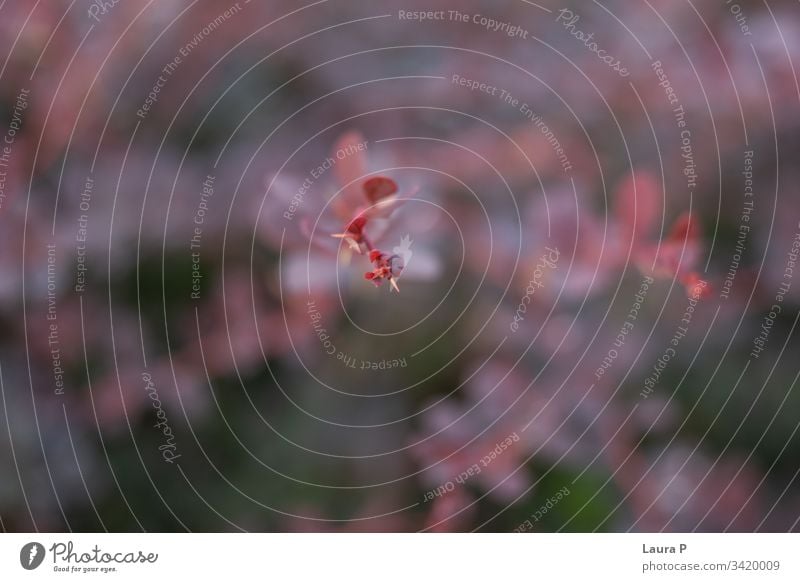 Close up of a pink wild flower background beautiful beauty blossom closeup color flora floral fresh garden love natural nature petal plant romance romantic