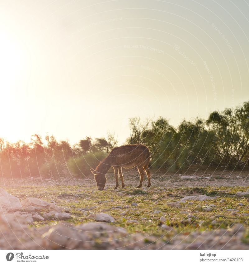 âne Donkey mnemonic Willow tree To feed graze Sunset Back-light Animal Exterior shot Meadow Colour photo Nature Horse Farm animal Grass Sunrise Animal portrait